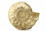 Monster Jurassic Ammonite (Kranosphinctes) Fossil - Madagascar #304909-1